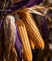  成熟玉米特写素材(3)2463#竖屏 	 