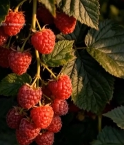  成熟树莓特写素材1128#竖屏 	 