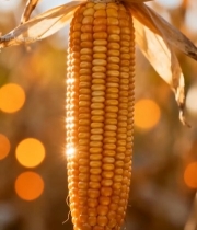  成熟玉米特写(5)6504#竖屏 	 