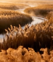  晨光中蜿蜒河流与芦苇景观7523#竖屏 	 