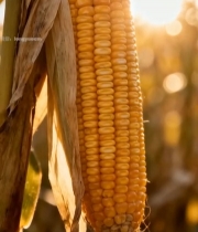  成熟玉米特写1127#竖屏 	 