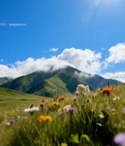  草原花海远山阳光风景1359#竖屏 	 
