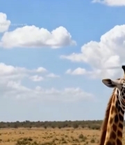  草原上的长颈鹿母子3035#竖屏 	 