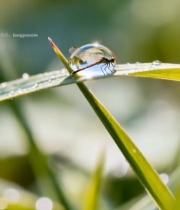  草叶上蜻蜓与水珠特写2916#竖屏 	 