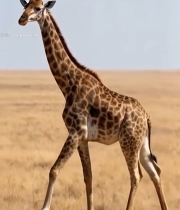  草原上行走的长颈鹿(1)5607#竖屏 	 