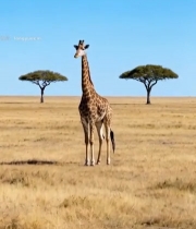  草原上的长颈鹿610#竖屏 	 