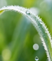  草叶上的水珠微距画面6699#竖屏 	 