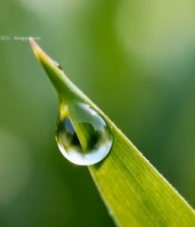  草叶上的晶莹水滴特写3650#竖屏 	 