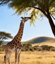  草原长颈鹿进食场景4125#竖屏 	 