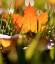  草地上的秋日枫叶特写4643#竖屏 	 