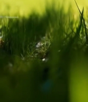  草地上的三叶草特写2001#竖屏 	 