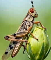  草叶上的蝗虫特写684#竖屏 	 