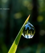  草尖上晶莹的水滴特写7274#竖屏 	 