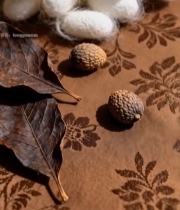  蚕茧树叶坚果静物特写4069#竖屏 	 