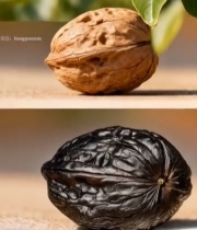  不同状态核桃特写素材2888#竖屏 	 