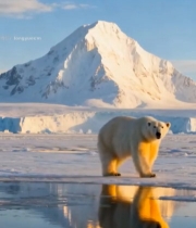 北极北极熊雪山冰面场景5959#竖屏 	 