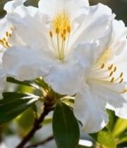  白色花朵特写素材(1)5316#竖屏 	 