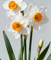  白色水仙花特写素材(1)5906#竖屏 	 