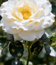  白色月季花特写1407#竖屏 	 