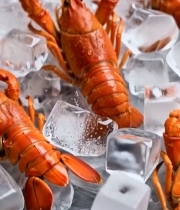  冰块上的鲜活小龙虾(1)6226#竖屏 	 