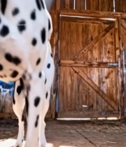  斑点狗在木屋中的素材4440#竖屏 	 