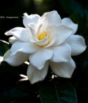  白色栀子花特写(1)7822#竖屏 	 