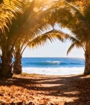  棕榈树下的海滩自然风光2898#横屏 	 